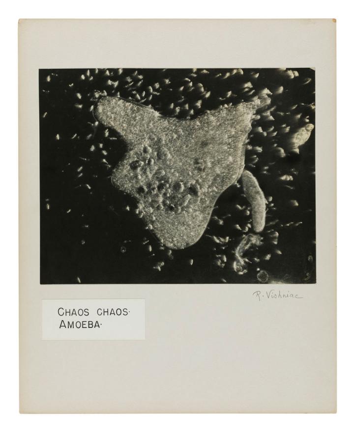 A picture of Chaos Chaos Amoeba.