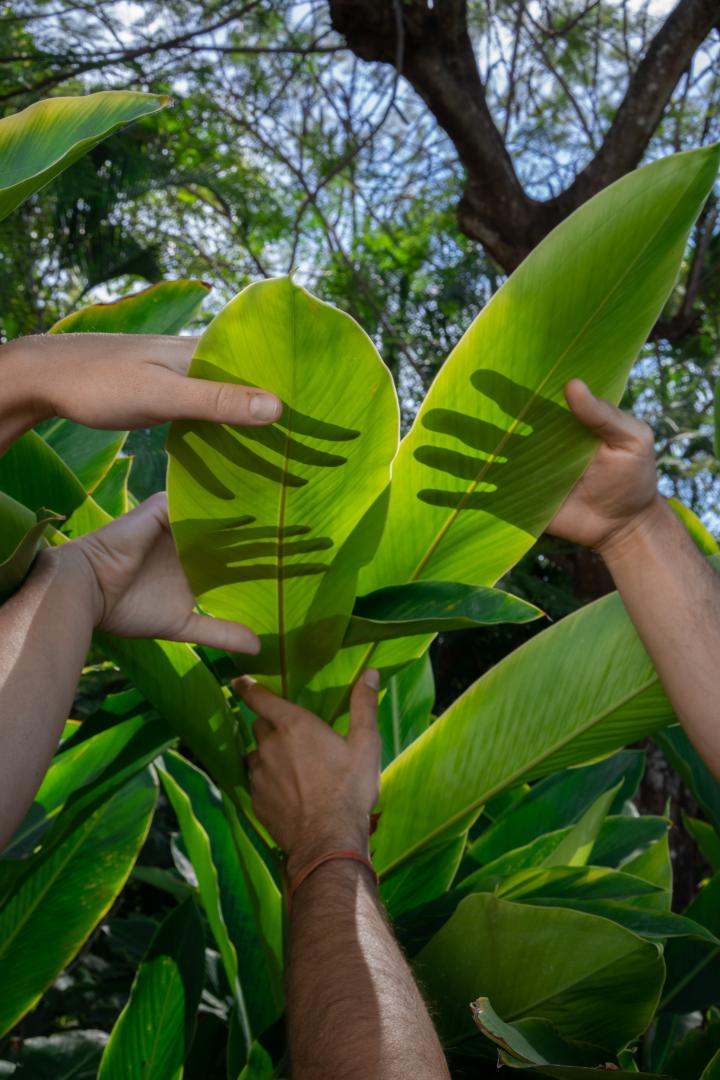 Hands of people touching leaves outside