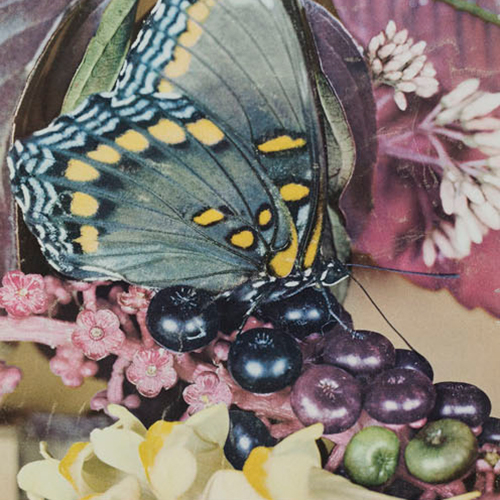 “Red Spotted Purple”: Roman Vishniac’s Science Work