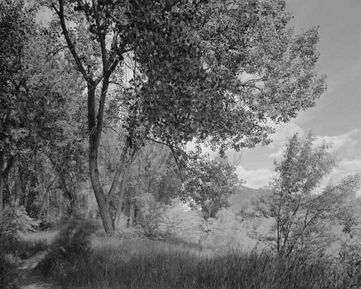 A tree alongside a dirt road. 