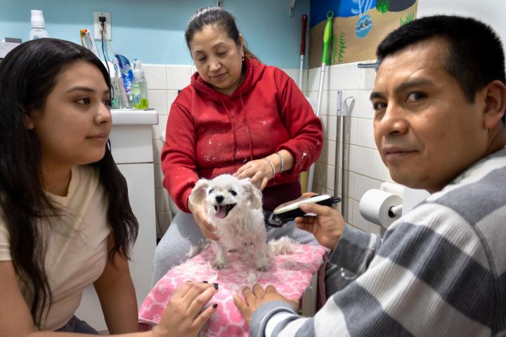 3 people shaving a dog